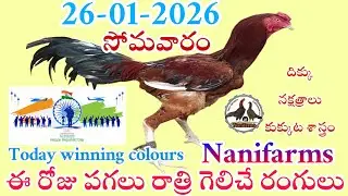 26 January 2026 Today winning colours//Nanifarms colourupdate//kukkutasastram telugu #colorupdate