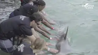 Dolphin Cove Ocho Rios: an amaizing adventure