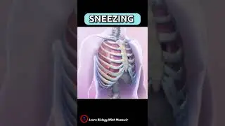 ЧИХАНИЕ 🤧 Что происходит внутри нашего организма, когда мы чихаем 🤧? Почему мы чихаем? #шорты #обзор