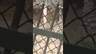 Lucknow Zoo Special Vlog For [Tendua Aur Hippo's&hearts;️🤔🐯] Part-11#shorts#shortvideo#youtubeshorts#tendua