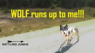 WOLF RUNS Up to ME!!! (2021 Canada)