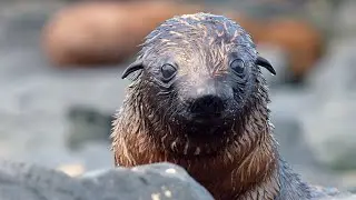 Funny and Cute Baby Animals | Baby Fur Seals, Turtles, Crocs | Love Nature