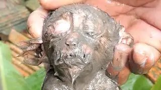 So Pity Poor Baby Monkey . . . ....#reel#cute #animals #lovely#newbornbabymonkey#monkey