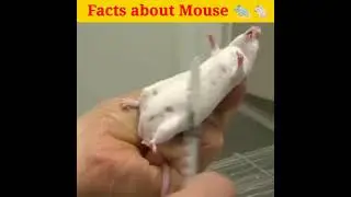 இதனால்தான் எல்லா experiment - யும் எலிய வச்சு🐁செய்ராங்களாம் (facts about mouse ) #shorts