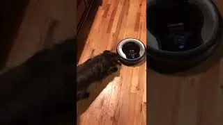The dog and the SHARK ION ROBOT 720