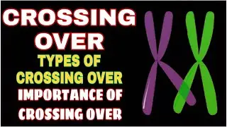 Crossing Over | Its Types | Its Importance | Meiosis | Biology | In Hindi/Urdu.