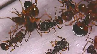 Acanthomyrmex glabfemoralis- общение в колонии.