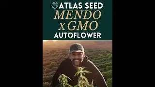 Mendo x GMO - new Atlas Seed feminized f1 hybrid autoflower cross #californiacannabis #caliseeds