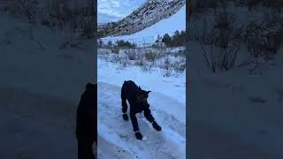 Dog's hilarious reaction to snow boots: a cold-weather solution in Kamloops