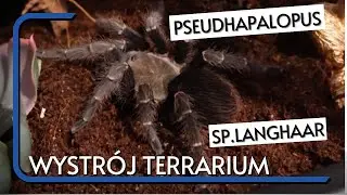 Pseudhapalopus sp. langhaar | nowe TERRARIUM dla NIEOPISANEGO pająka, o kt&oacute;rym niewiele wiadomo!