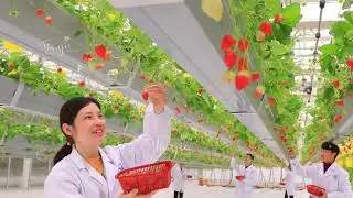 Huawei Agritech ACA strawberry greenhouse project