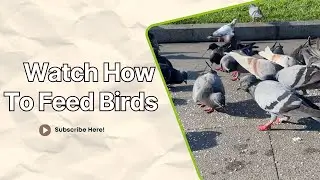Watch How to Feed Birds in The City #22 | Peaceful Relaxing Song