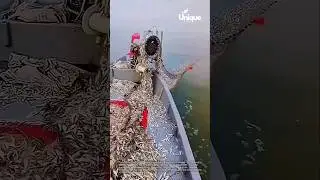 Massive fish haul: incredible fishing catch