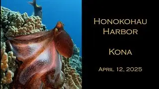 Honokohau Harbor, Kona, Hawaii April 2025