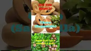 Chico Sapodilla