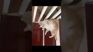 The laziest cat | Самый ленивый котик | Nature Beauty Shorts Feed