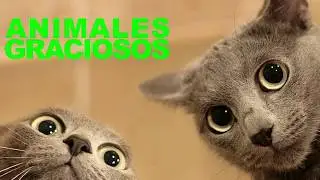 ANIMALES GRACIOSOS 2018 #4  chistosos gatos 2018 video