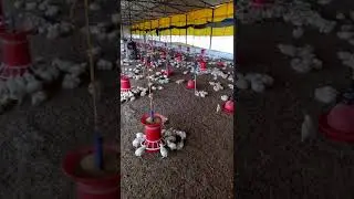 M S RAO FARMS