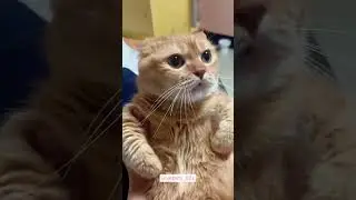 When Cute Cats Get Angry 😾❤️ #Shorts