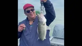 Lake Erie Walleye Schools out Charter #subscribe #fishing #idonotowntherightstothismusic