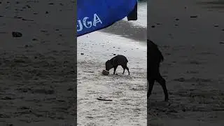 Mr Pig is feasting on a broken coconut at Isla Tortuga | National Geographic Cruise Review 2025