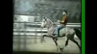 EZD Falcon Rowdy Horse