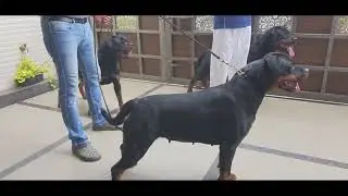 ROTTWEILER KENNEL || IMPORT LINE || GROWELL KENNEL || PART 1 || SCOOBERS