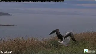 Northern Royal Albatross 10 01 2025  3  ~ BOK
