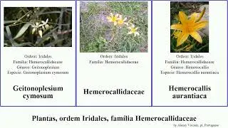 Plantas, ordem Iridales, fam&iacute;lia Hemerocallidaceae plants pubescens tenax aurantiaca Phormium