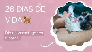 Vermifugando os filhotes da Amora#pets #modapet #cachorro #petsfofinhos 