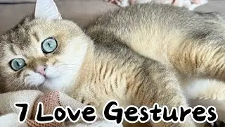 7 Love Gestures Your Cat Secretly Wants From You
