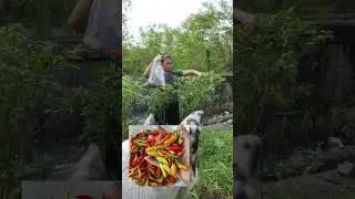 TKW Hongkong panen cabe rawit #cabeunggul #cabaihijau #garden