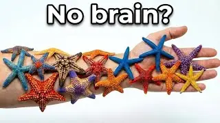Nothing About Starfish Is Normal… Here’s Why
