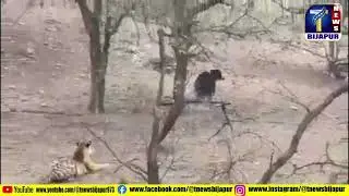 Bear cleverly escapes tiger attack.. Video