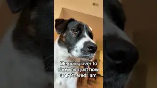 Cats are obsessed with boxes 🤪 #Funny #fyp #cat #viral #funnyvideos