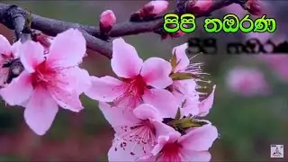Pipi Tambarana (Lyrics Video) - පිපි තබරණ   Manoj Haththotuwa |Thathnim Vibration Lab