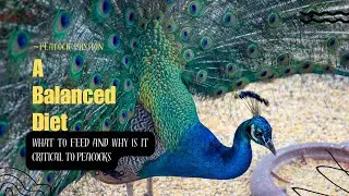 The Importance of A Balanced Diet for Peacocks