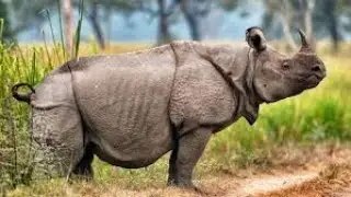 Critically Endangered : Javan Rhinos 🦏-- 10 facts to know