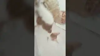millionaire song with cute cat #millionaire @honysingh