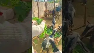Bakriya | Goats Shivering in Extreme Winter Cold 🥶🐐#shorts #explorepage #trending#viral #villagelife