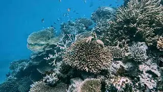 Snorkeling au Vilamendhoo Maldives, House Reef