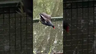 Moorhen visitor.  Please like and subscribe! #moorhen #bird #featheredfriends #pond