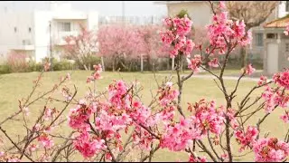 時の首里彩画 Season5#25「首里にあるときめき」