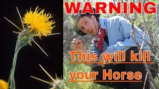 Yellow Star Thistle is Highly Toxic to Horses