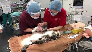 ISU CVM Cat Neutering Surgery