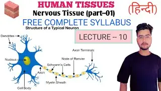Nervous tissue in hindi (Part-01) | Neuron | Types | Structure | Functions |
