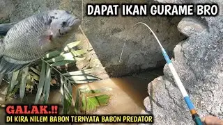 GOKIL.!! NIAT MANCING IKAN WADER DAN UCENG GAK NYANGKA STRIKE LELE LOKAL DAN IKAN GURAME BRO