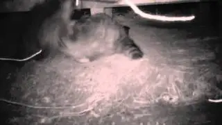 raccoon mania