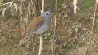 Myadestes ralloides