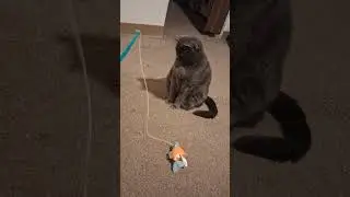 Scarlett the Domestic Blue playing with one of her cat toys